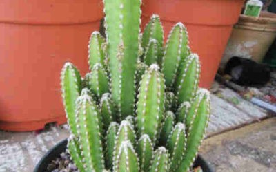 Cereus Hildmannianus Subsp. Uruguayanus