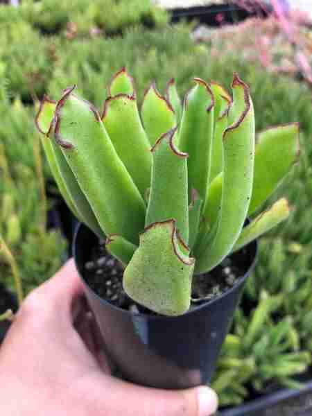 Cotyledon Campanulata