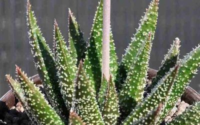 Aloe ‘Twilight Zone’