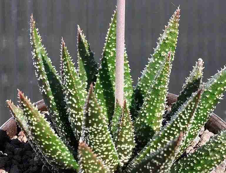 Aloe 'Twilight zone'