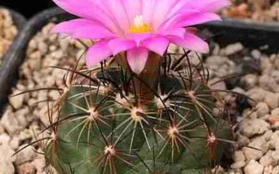 Coryphantha Ramillosa ‘Bunched Cory Cactus’