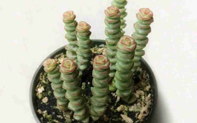 Crassula ‘Baby’s Necklace’