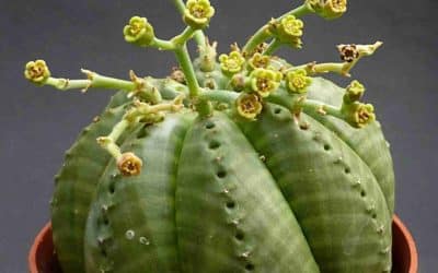 Euphorbia Meloformis ‘Melon Spurge’