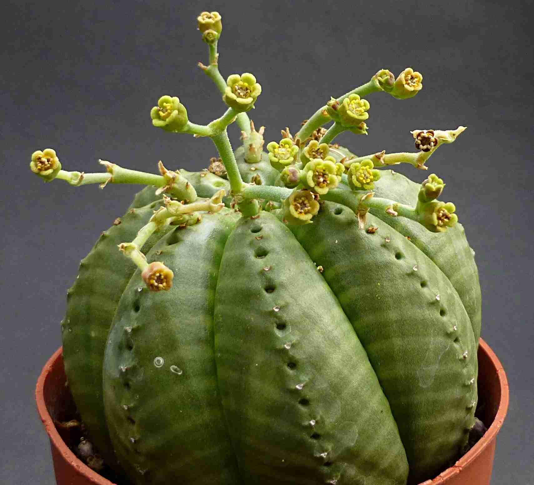 Euphorbia Meloformis 'Melon Spurge'