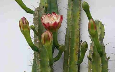 Cereus Validus