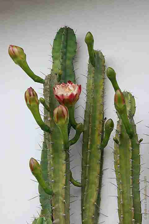 Cereus Validus (Care Guide With Pictures) - Succulents Network