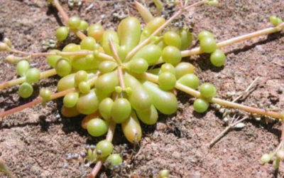 Calandrinia Creethae