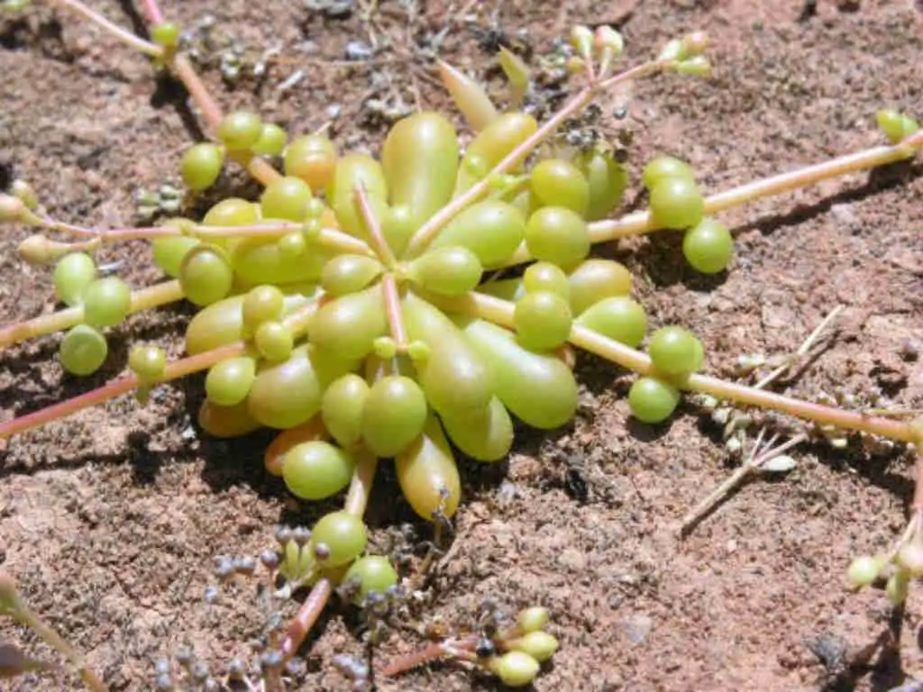 Calandrinia Creethae