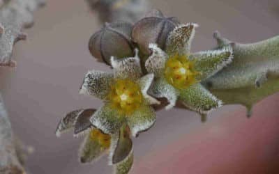 Caralluma Gigantea