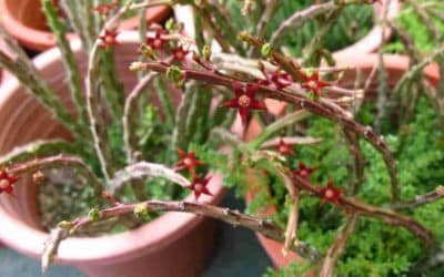 Caralluma Stalagmifera ‘Dark Purple Caralluma’