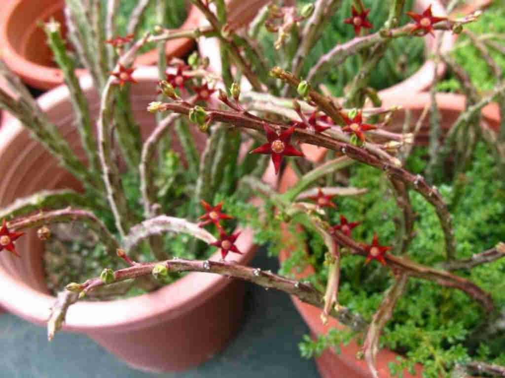 Caralluma Stalagmifera 'Dark Purple Caralluma'