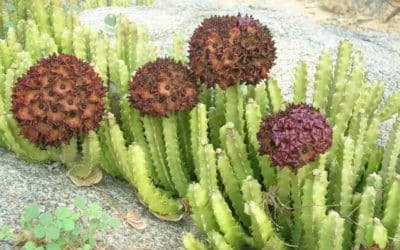 Caralluma Umbellata ‘Umbelled Caralluma’