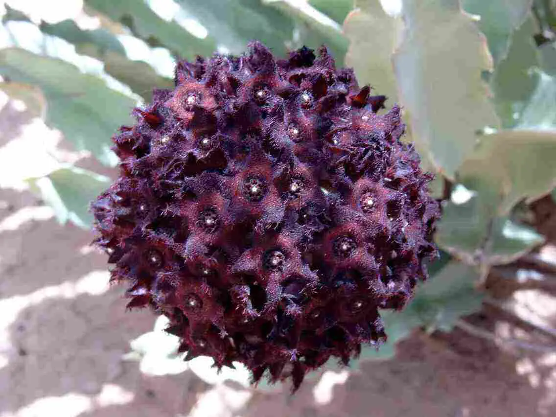 Caralluma Indica 'Indian Caralluma'