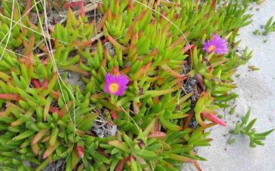 Carpobrotus Chilensis ‘Chilean Sea Fig’