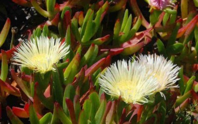 Carpobrotus Edulis ‘Hottentot Fig’