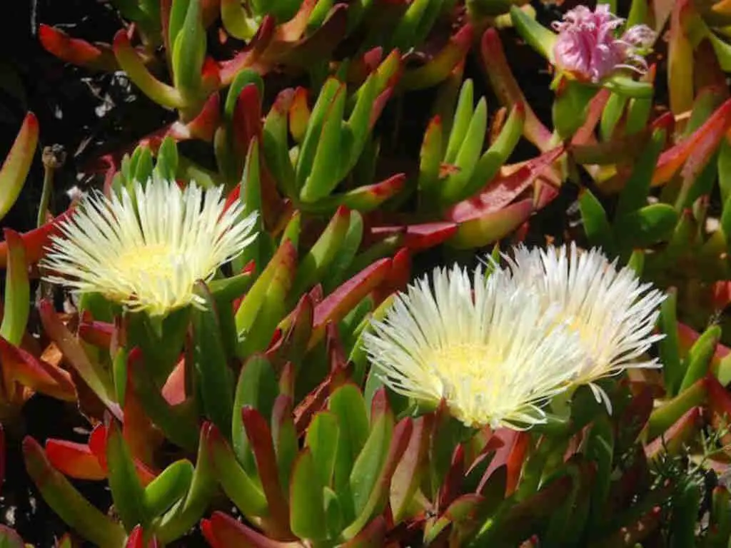 Carpobrotus Edulis