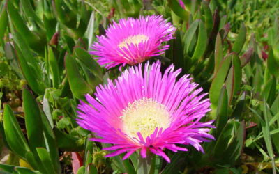 Carpobrotus Acinaciformis ‘Sally-My-Handsome’