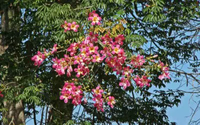 Ceiba Speciosa ‘Silk Floss Tree’