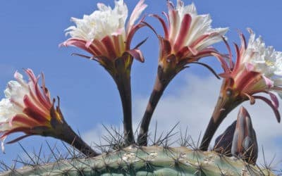 Cereus Aethiops