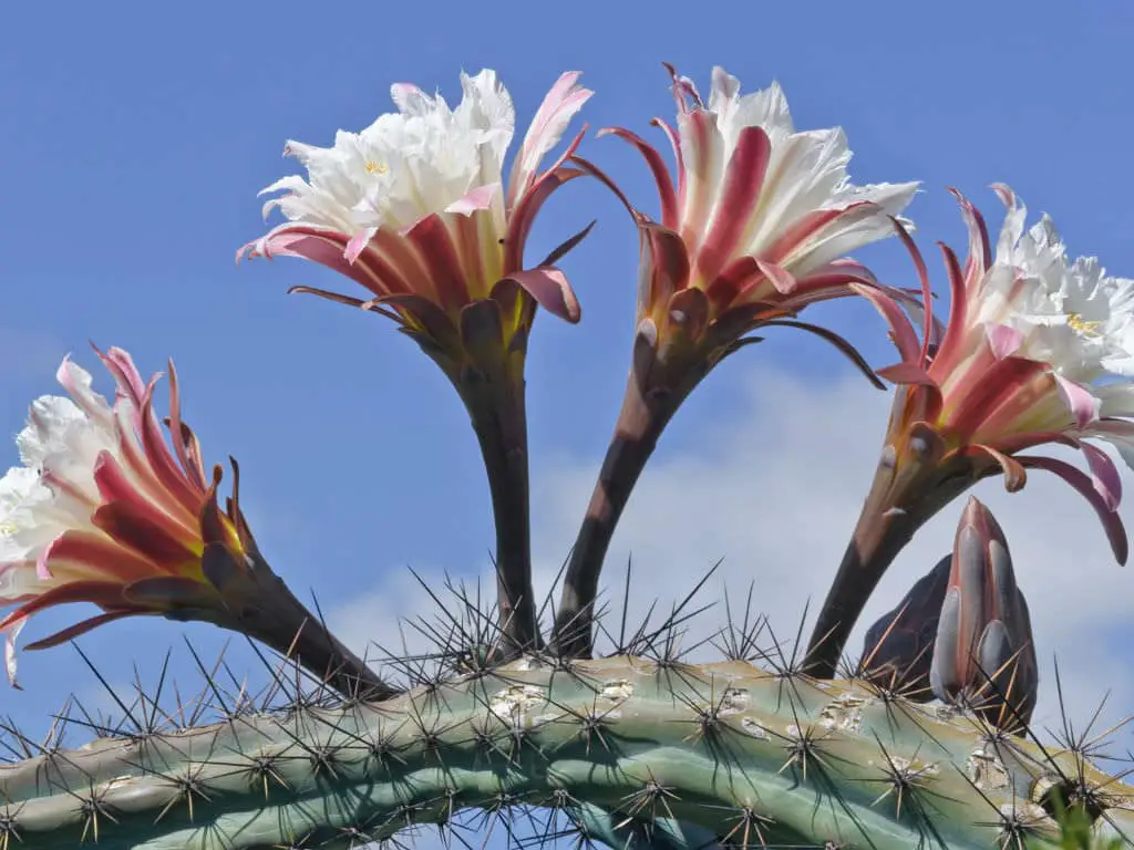 Cereus Aethiops