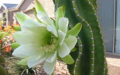 Cereus Hexagonus ‘Lady Of The Night Cactus’