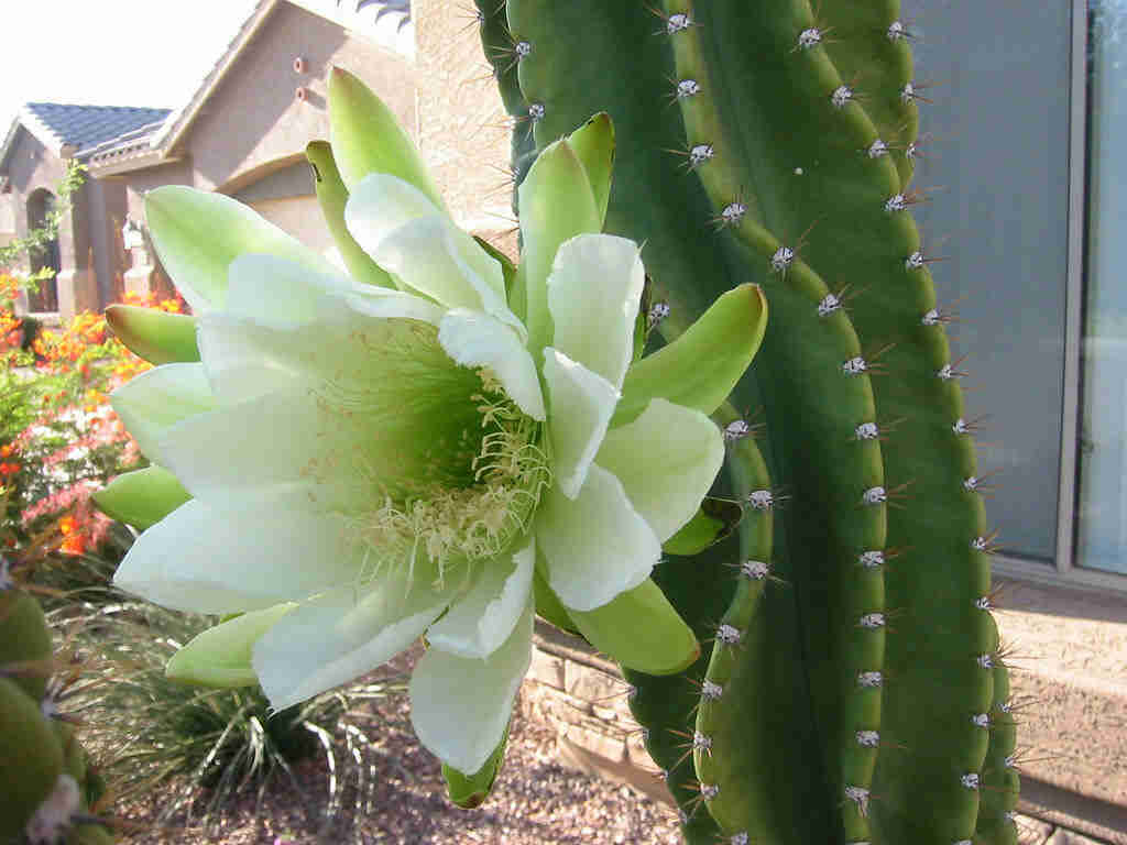 Cereus Hexagonus 'Lady Of The Night Cactus'