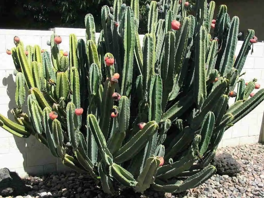 Cereus Hidmannianus 'Hedge Cactus'