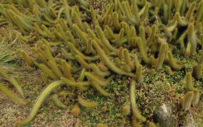 Cereus Insularis