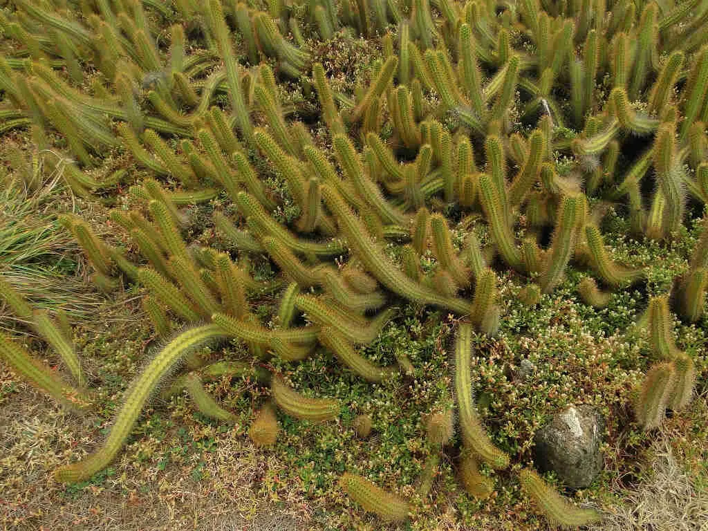 Cereus Insularis