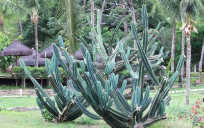 Cereus Jamacaru ‘Pleated Cereus’