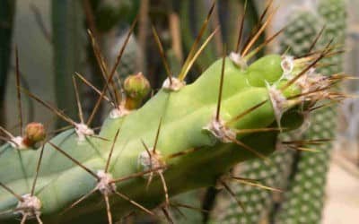 Cereus Kroenleinii