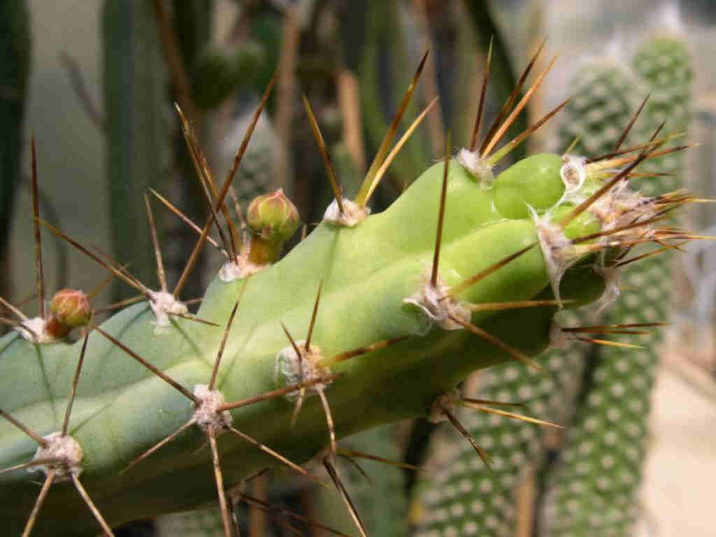 Cereus Kroenleinii