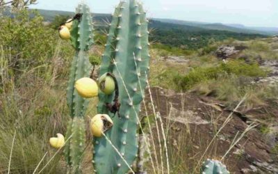 Cereus Lanosus