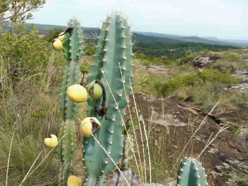 Cereus Lanosus