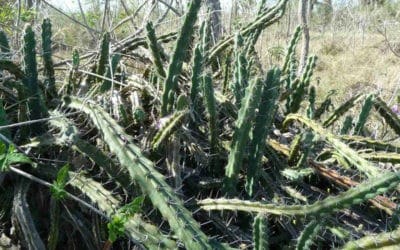 Cereus Phatnospermus