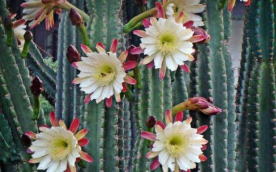 Cereus Repandus ‘Peruvian Apple Cactus’