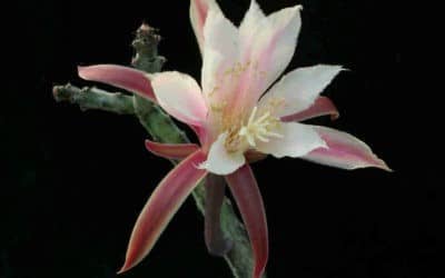 Cereus Spegazzinii ‘Moonlight Cactus’