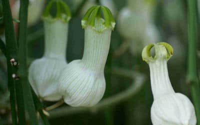 Ceropegia Ampliata ‘Bushman’s Pipe’