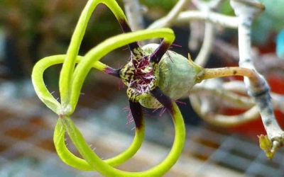 Ceropegia Armandii