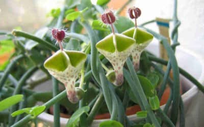 Ceropegia Haygarthii ‘Lantern Flowers’