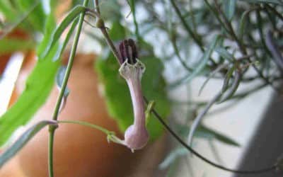 Ceropegia Linearis ‘String Of Needles’