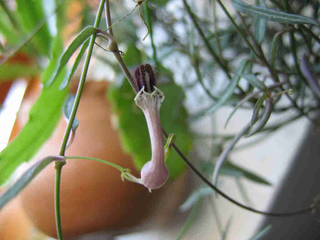 Ceropegia Linearis 'String Of Needles'