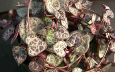 Ceropegia Linearis Subsp. Woodii ‘String Of Hearts’