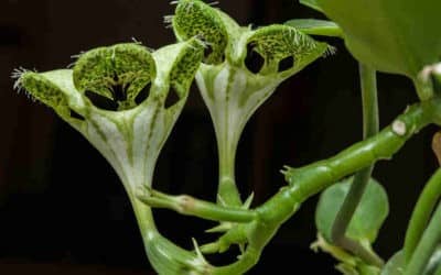 Ceropegia Sandersonii ‘Parachute Plant’