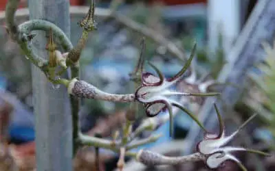 Ceropegia Stapeliiformis ‘Snake Creeper’