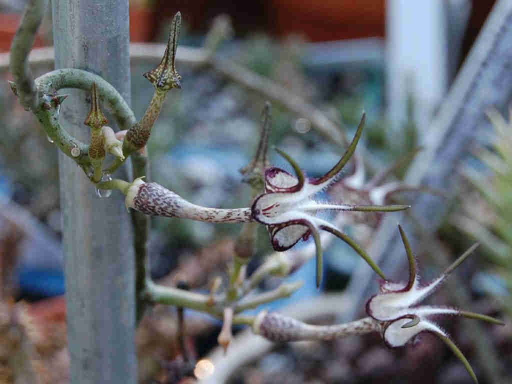 Ceropegia Stapeliiformis 'Snake Creeper'