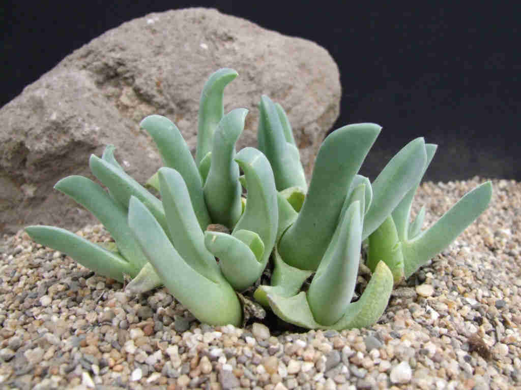 Cheiridopsis Rostrata