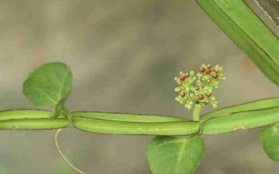 Cissus Quadrangularis ‘Veld Grape’