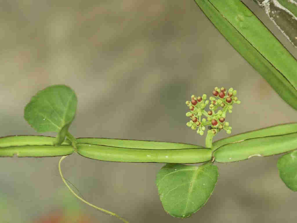 Cissus Quadrangularis 'Veld Grape'