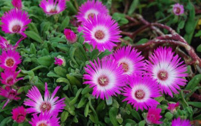 Cleretum Bellidiforme ‘Livingstone Daisy’